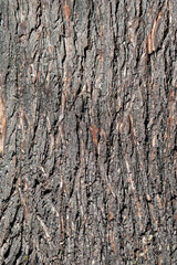 Close-up of the bark of an old tree trunk.