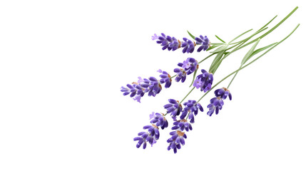 Beautifully Isolated Lavender Flower Sprig on White Background for Professional Design Projects.