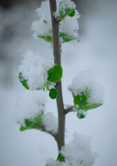Snow falls on the blossoming branches of the cherry tree.
