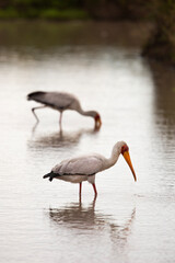 Tantale ibis / Mycteria ibis