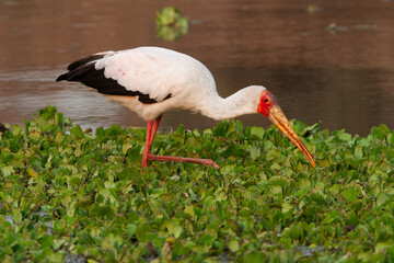 Tantale ibis / Mycteria ibis
