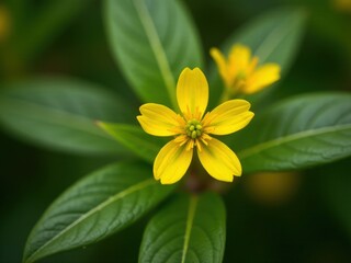 Obraz premium medicinal herbs and berries, traditional medicine Yellow flower with green leaves. The flower is in the center of the leafy green stem