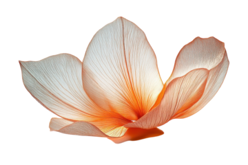 A delicate, translucent flower sculpture, glowing with inner light, evokes feelings of peace and serenity against a pure white background.