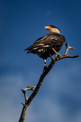 Caracara du Nord