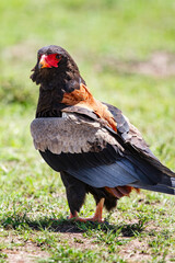 Bateleur des savanes / Terathopius ecaudatus