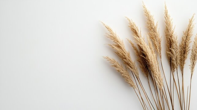 Dried pampas grass on white background