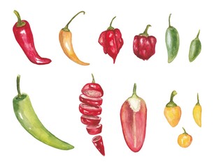 A set of watercolor multicolored hot peppers