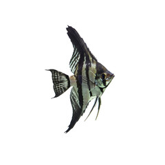 Fototapeta premium A angelfish on a transparent background.