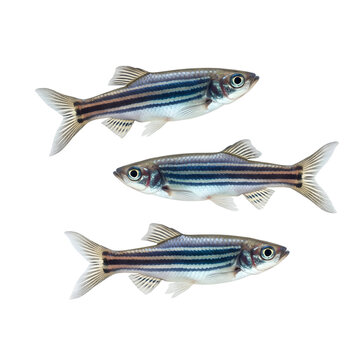 Three zebra danio fish swim on a transparent background.