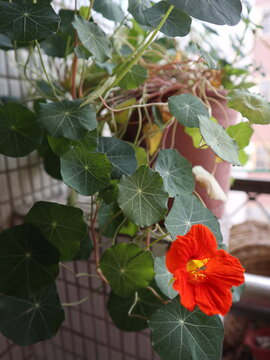 blooming Nasturtium on the balcony design for hobby and abundance concept