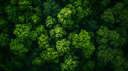 Naklejka premium Dense Forest Canopy Aerial View