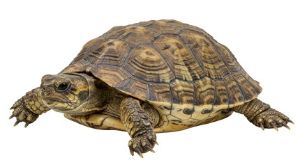Isolated Turtle