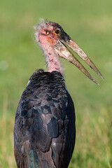 Marabout d'Afrique / leptoptilos crumenifer