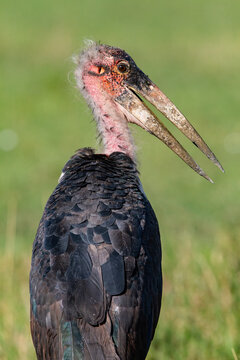 Marabout d'Afrique / leptoptilos crumenifer