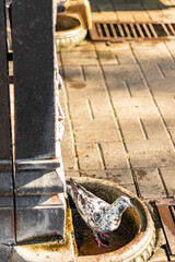 White pigeon quenching its thirst at an outdoor stone fountain on a paved walkway. The bird is perched inside the fountain basin, capturing a candid urban wildlife moment.
