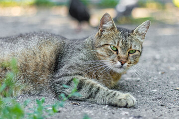  Domestic cat lying on the ground, displaying relaxed behavior while maintaining an intense gaze. The scene captures the cat's calm yet attentive demeanor outdoors.
