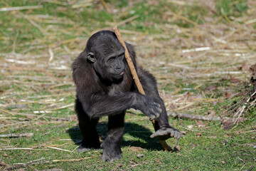 Gorille