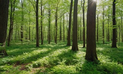 Fototapeta premium Sunlight Filtering Through Tall Trees in a Dense Forest Environment