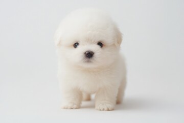 Obraz premium White fluffy puppy standing, on plain background, for pet adoption, animal care, and cuteness