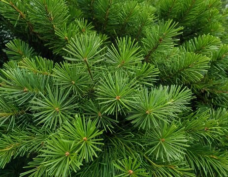 Evergreen Texture: Close-up of Pine Needles Exhibiting Natural Green Symmetry - Powered by Adobe