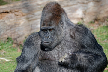 Gorille