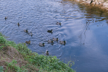 Group of ducks swimming in a river