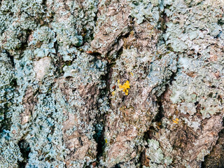 Tree trunk covered in moss and lichen