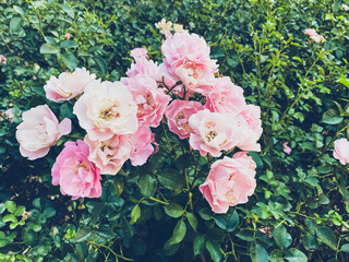 Bunch of pink flowers are in a green bush