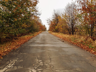 Fototapeta premium Road with trees on both sides and leaves on the ground