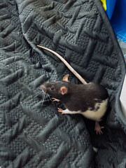 Black and white rat is sitting on a black blanket