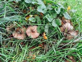 Bunch of mushrooms are growing in the grass