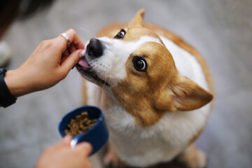 funny cute corgi dog pet eating dog food from hand