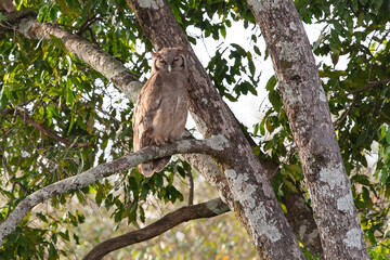 Grand- duc / Bubo bubo