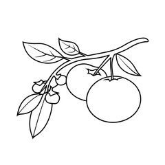 Orange Branch Line Art Illustration With Leaves And Small Oranges Minimalist
