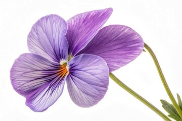 Obraz premium Violet beautiful brassica flower isolated on a white background