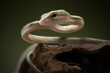 Asian Vine Snake (Ahaetulla prasina) is a species of snake 