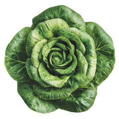 Obraz premium fresh, vibrant green lettuce head with crisp, layered leaves arranged in rosette pattern, perfect for salads and healthy meals
