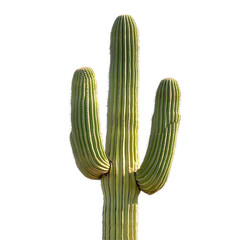 Saguaro isolated on white background