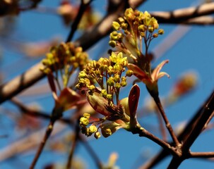 small yellow flowers of maple tree at spring