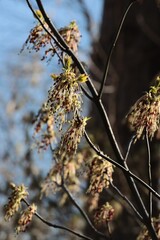 Acer Negundo tree blossoming at spring
