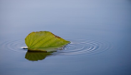 Leaves floating on a calm lake