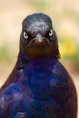 Choucador superbe /Lambrotornis superbus