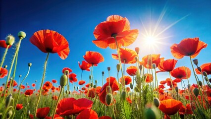 Obraz premium Vibrant Red Poppies Flourishing Under a Bright Sunny Sky, a Breathtaking Field of Blossoms Reaching for the Light