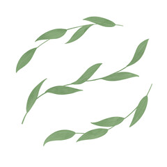 Branches of a plant with thin green leaves, handmade digital illustration isolated on white background. An element for the design