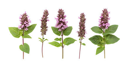 Thai Basil Flower and Patchouli Plant Isolated on White Background for Herbal Concept.