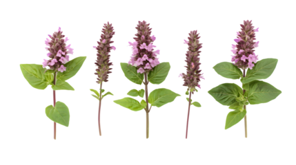 Thai Basil Flower and Patchouli Plant Isolated on White Background for Herbal Concept.