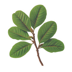 Fototapeta premium branch with six vibrant green leaves is displayed against plain background, showcasing detailed veins and natural texture. leaves are arranged symmetrically, creating harmonious and organic