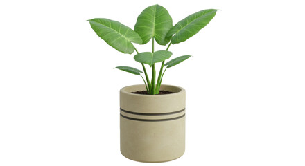 Isolated Potted Plant