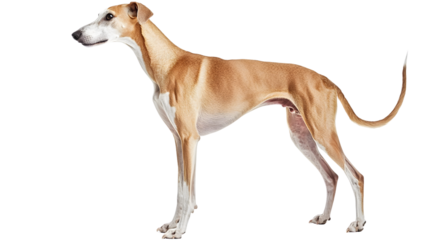 Alert Greyhound Dog Standing: Professional Isolated Image to Capture Attention and Elegance