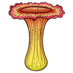 Obraz premium Amorphophallus muelleri on white background 